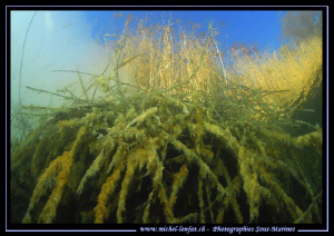 Freshwater Atmosphere.... Que du bonheur... :O)... by Michel Lonfat 